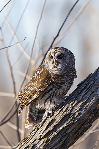 Rogers Wildlife Rehabilitation Inc logo