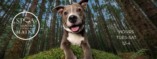 Society for the Prevention of Cruelty to Animals of Hancock Cty logo