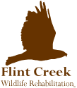 Flint Creek Wildlife Rehabilitation logo