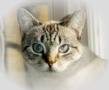 Kitty Angels Inc logo