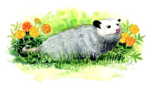 New York State Wildlife Rehabilitation Council Inc logo
