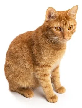 Calhoun County Animal Center Inc logo