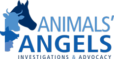 Animals Angels Incorporated logo