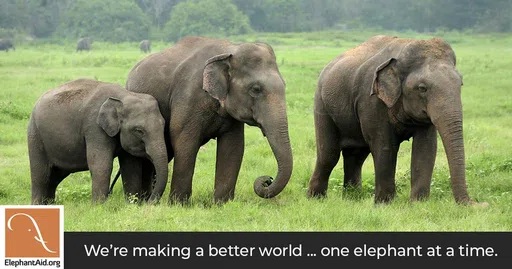 Elephant Aid International logo