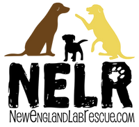 New England Lab Rescue Inc logo