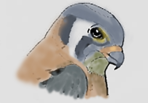 Black Hills Raptor Center logo