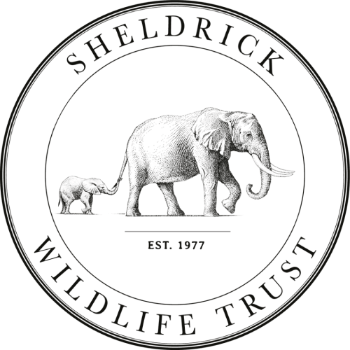 The David Sheldrick Wildlife Trust USA Inc logo