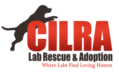 Central Indiana Lab Rescue and Adoption Inc logo