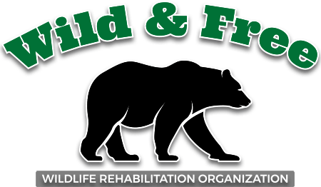 Wild and Free Wildlife Program logo