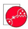 Association of Osteobiology logo