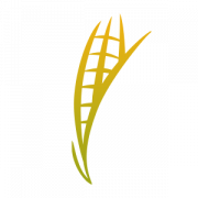 North Dakota Corn Growers Associaton logo