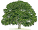 Walnut Grove Cultural Center Inc logo