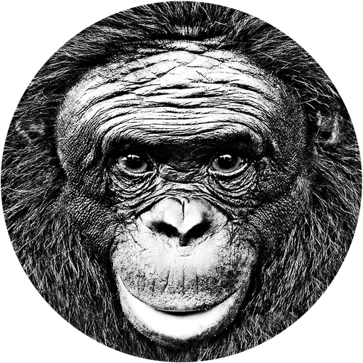 Ape Cognition & Communication Institute logo