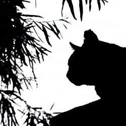 NWA Community Cat Project logo