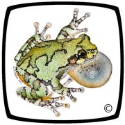 Society for the Study of Amphibian and Reptiles logo