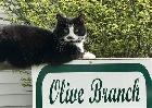 Olive Branch Animal Rescue & Refuge Inc logo