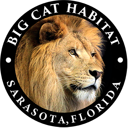Big Cat Habitat Gulf Coast Sanctuary Inc logo