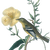 Friends of the Oakley Plantation Inc logo