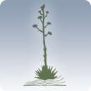 Alpine Public Library Association of Alpine Brewster County Texas logo