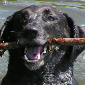Rescue Charlies Friends logo
