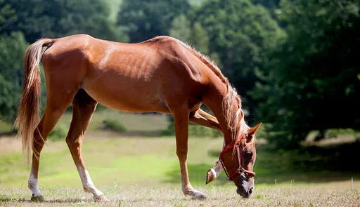 Bagaduce River Equine Rescue logo