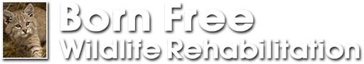 Born Free Wildlife Rehabilitation logo