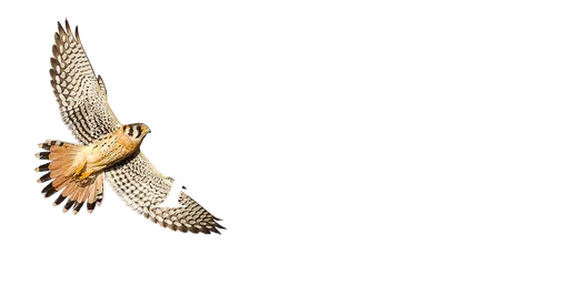 Hawks Aloft Inc logo