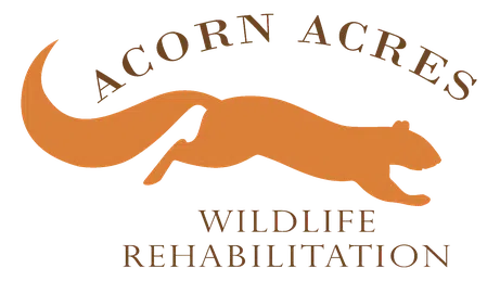 Acorn Acres Wildlife Rehabilitation logo