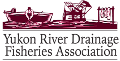 Yukon River Drainage Fisheries Association logo