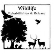 Wildlife Rehabilitation and Release Association logo
