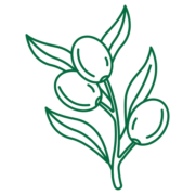 One Olive Organization logo